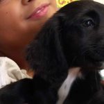 3 puppies in Vari