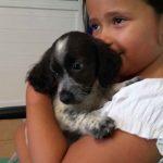 3 puppies in Vari